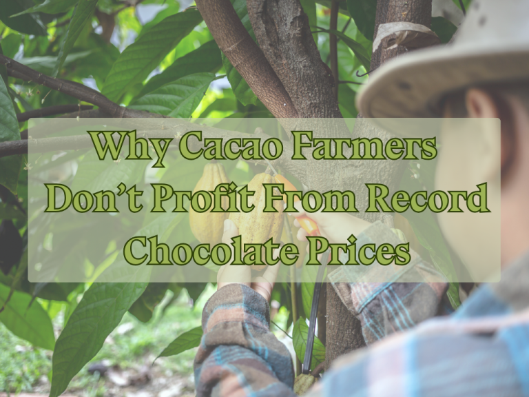 Why Cacao Farmers Don’t Profit From Record Chocolate Prices